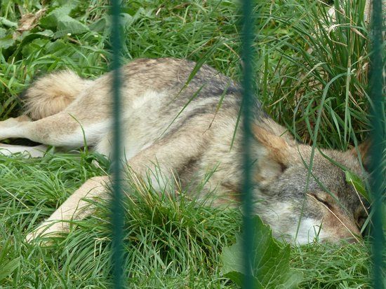 Tierpark Gotha