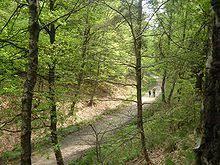 Königsforst