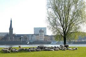 Festwiese