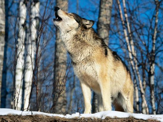 Wolfcenter