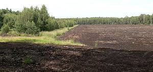 Großes Moor