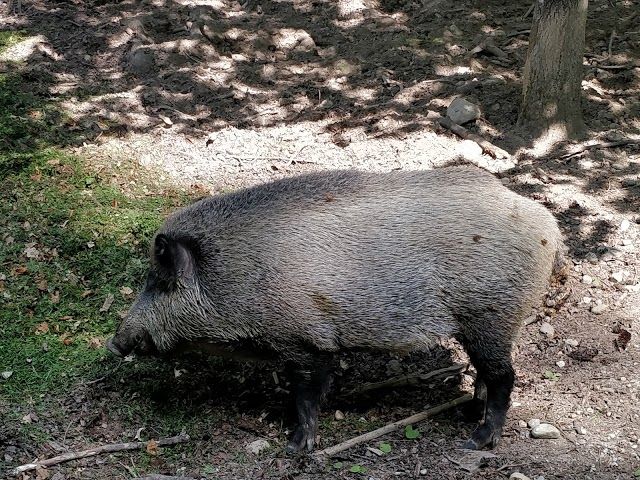 Walderlebniszentrum Grünwald