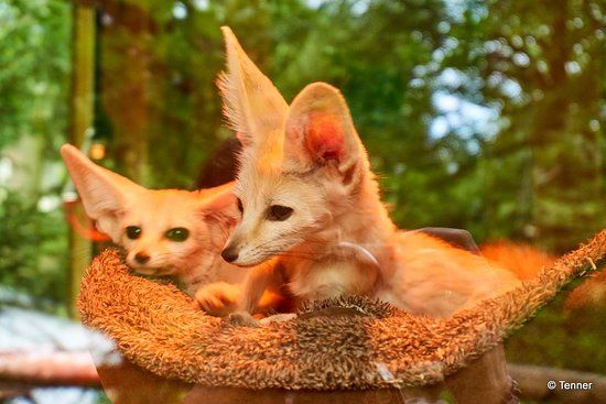 Zoo der Minis