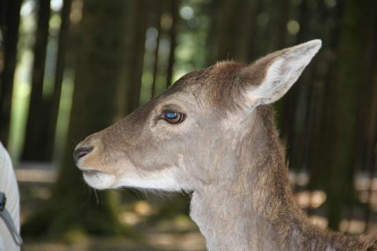 Wildpark Poing