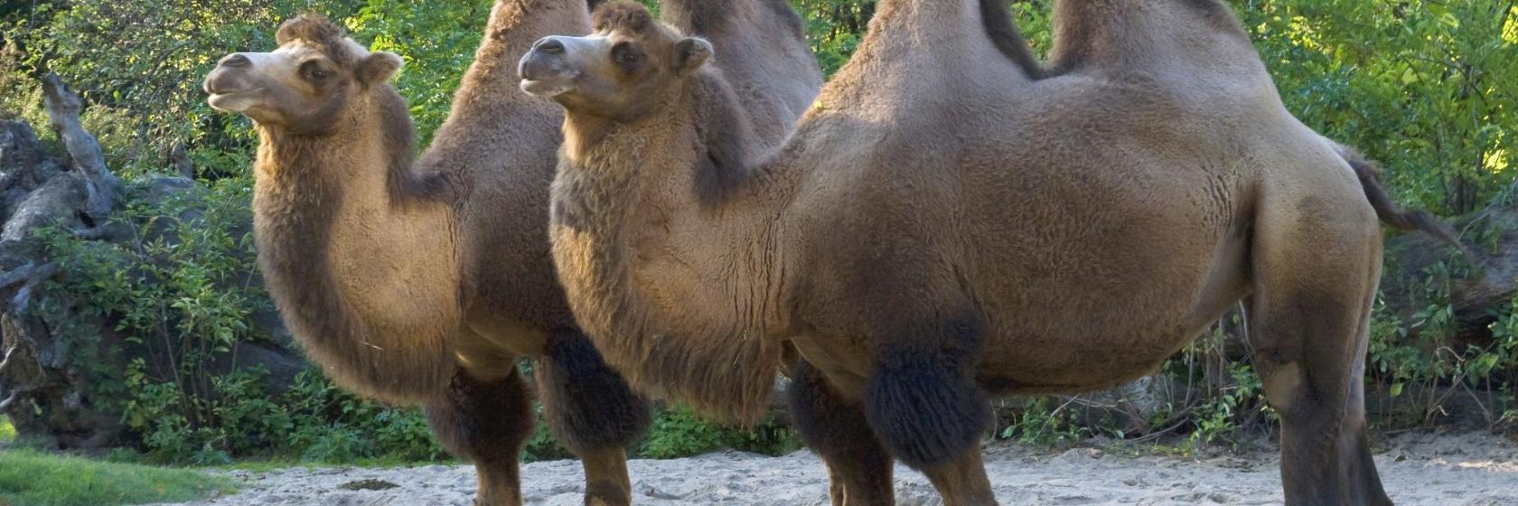 Kölner Zoo