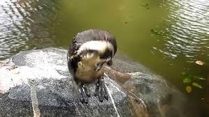 Zoo im Kurpark